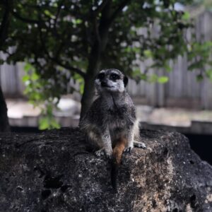 setting boundaries prioritizing self-care selective focus photography of meercat sitting on rock